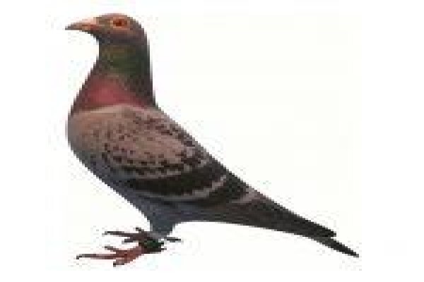 Diamond Pigeon Stud