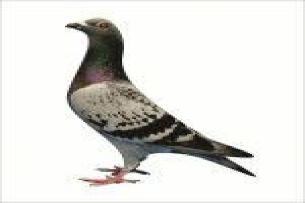 Diamond Pigeon Stud