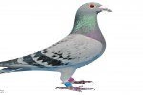 Diamond Pigeon Stud