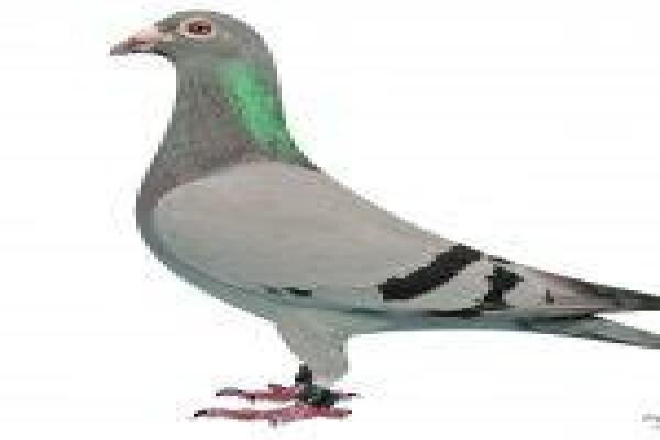 Diamond Pigeon Stud