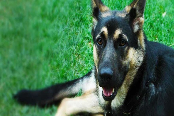 Black Alsatian Technologies Cc