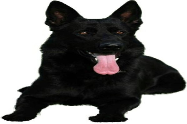 Black Alsatian Technologies Cc