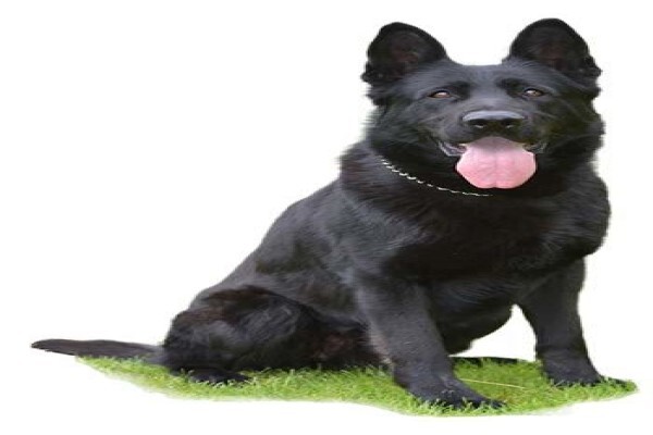 Black Alsatian Technologies Cc