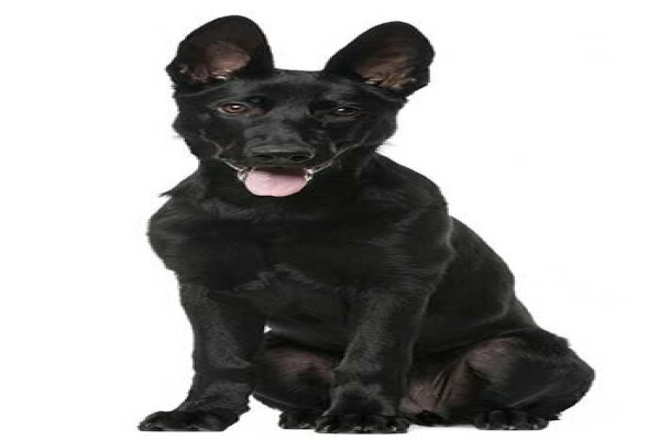 Black Alsatian Technologies Cc