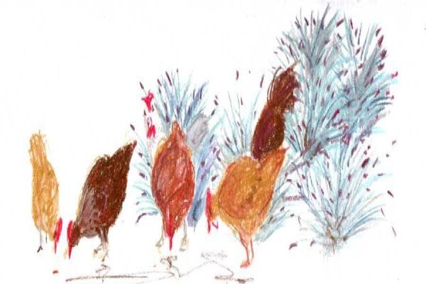 Sandy Mitchell - Writer And Illustrator
