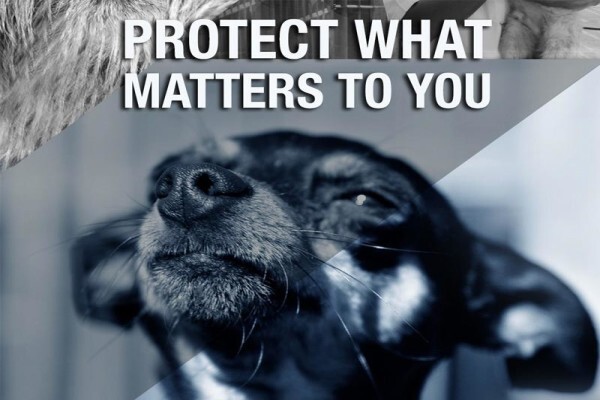Tshwane SPCA (Centurion)