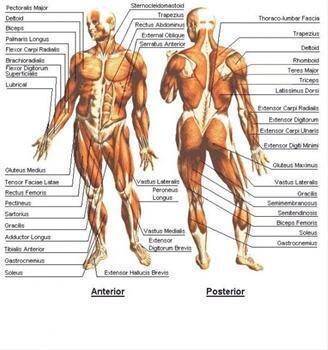 Sports Massage And Ipl Permanent Hair Removal