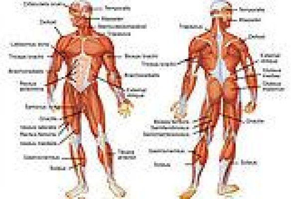Sports Massage And Ipl Permanent Hair Removal