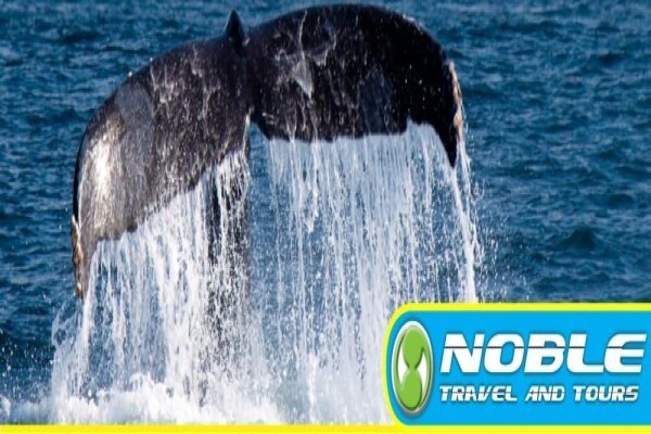 Noble Travel & Tours