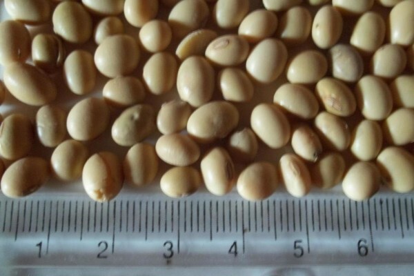 Soya Food Online