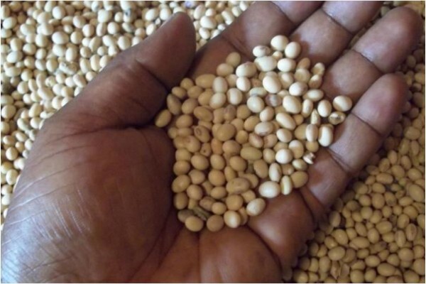 Soya Food Online