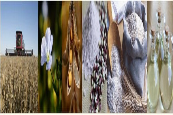 Soya Food Online