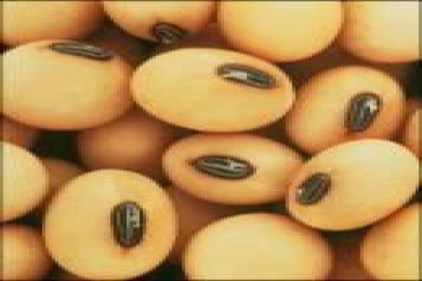 Soya Food Sa