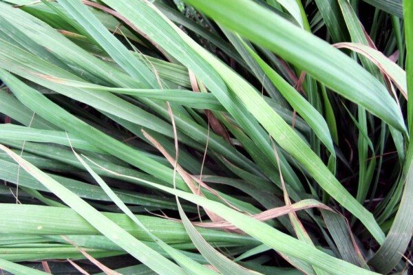 Greenlove