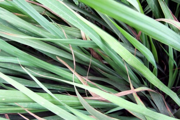 Greenlove