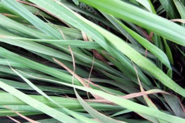 Greenlove