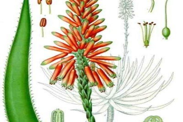 Karen Se Kruie - Herbs For Health