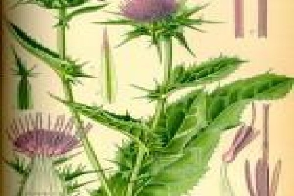 Karen Se Kruie - Herbs For Health