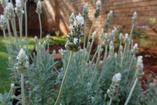 Karen Se Kruie - Herbs For Health