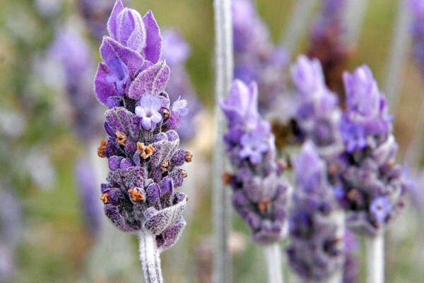 Karen Se Kruie - Herbs For Health