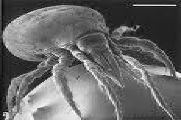 Bed Bug Busters