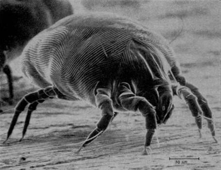 Zenclean Dustmite Doctor