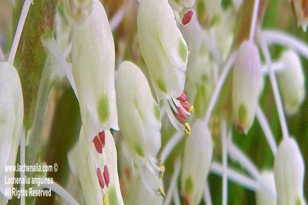 Lachenalia Species