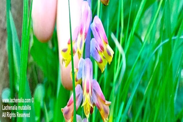 Lachenalia Species