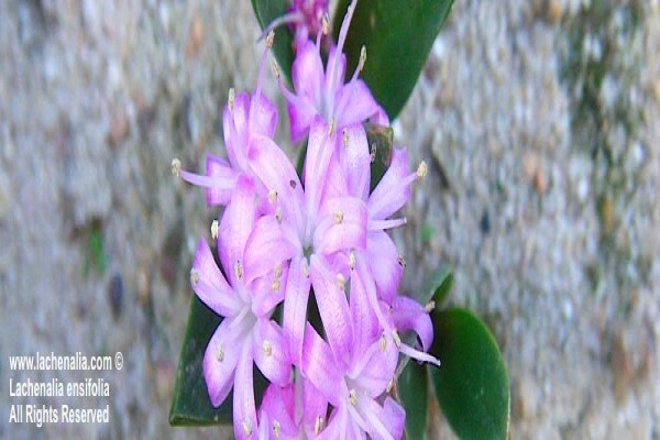 Lachenalia Species