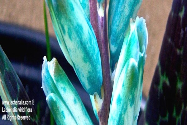Lachenalia Species