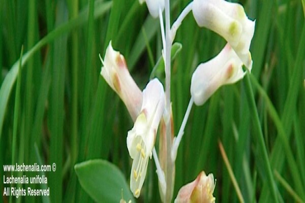 Lachenalia Species