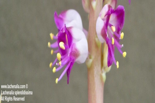 Lachenalia Species