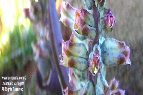 Lachenalia Species