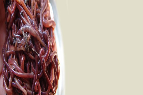 Soilsouls Earthworms