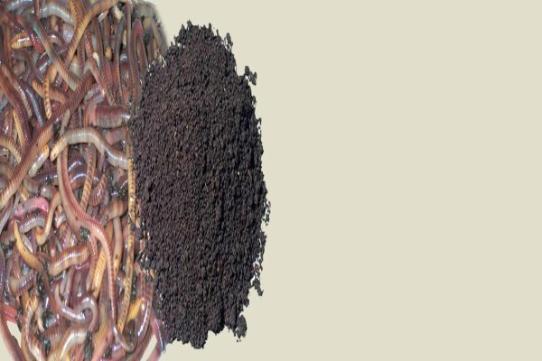 Soilsouls Earthworms