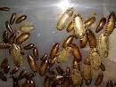 Creepy Crawler Feeders
