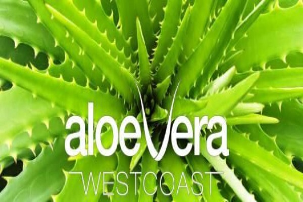 Aloe Vera Westcoast