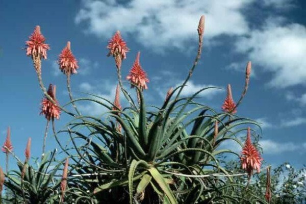Aloe Vera Westcoast