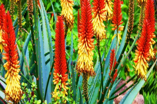 Aloe Vera Westcoast