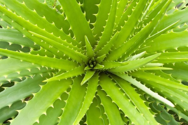 Aloe Vera Westcoast