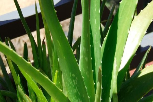 Aloe Vera Westcoast