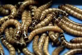 Creepy Crawler Feeders