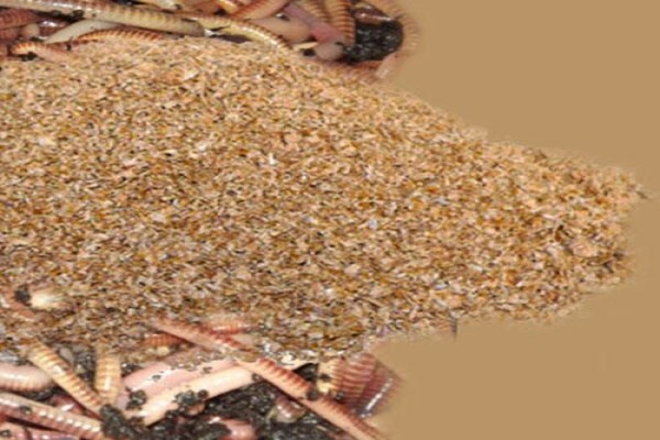 Soilsouls Earthworms