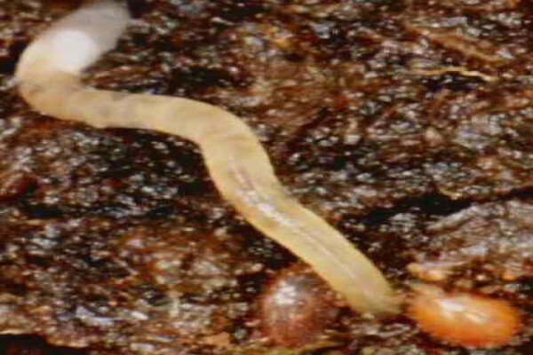 Soilsouls Earthworms