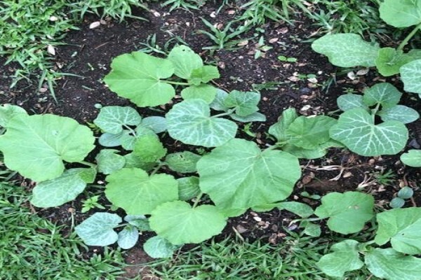 Soilsouls Earthworms