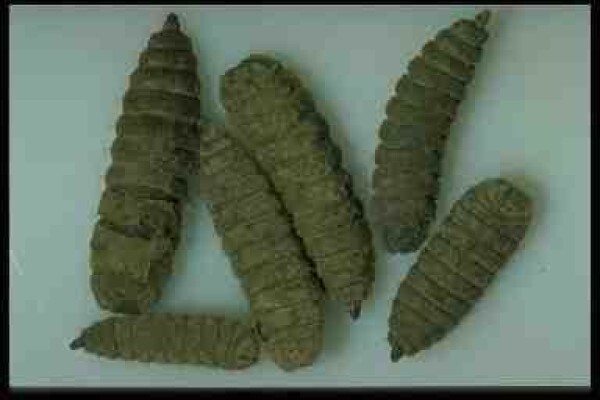 Soilsouls Earthworms