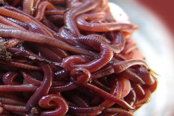 Soilsouls Earthworms