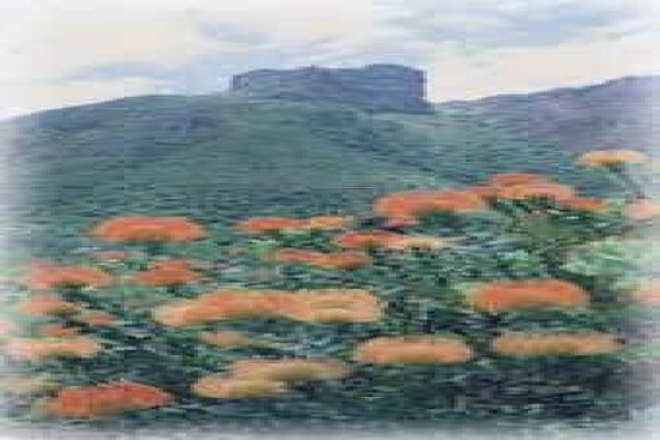 Sa Flower Essences