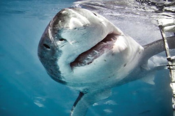 White Shark Diving Company
