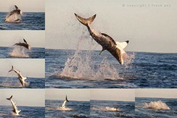 White Shark Diving Company